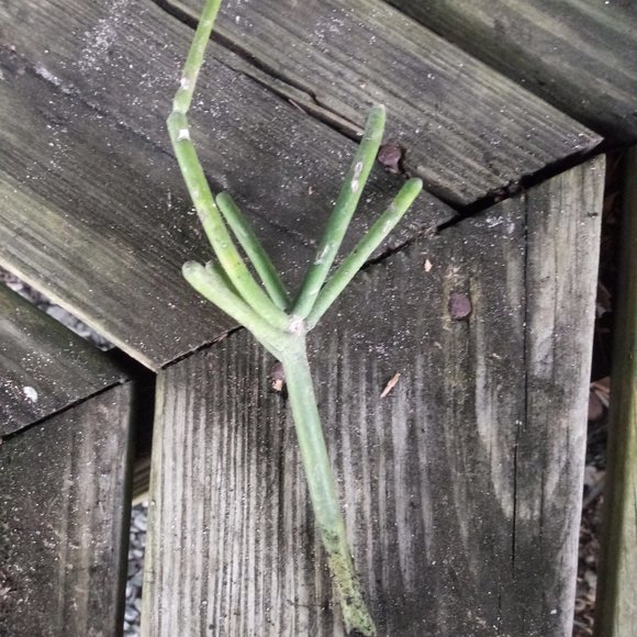 1 Rooted Pencil Cactus Starter - Picture 2 of 5